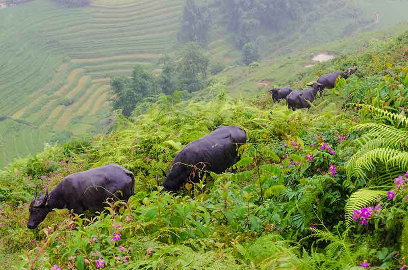 216 - Vietnam - Sapa - paisaje bajo la lluvia